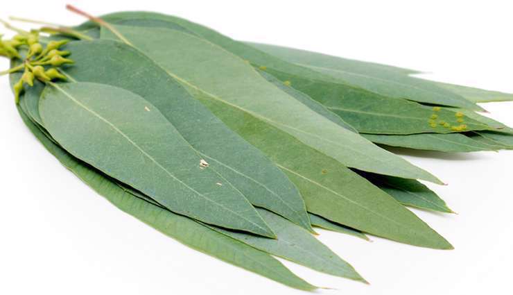 اکالیپتوس