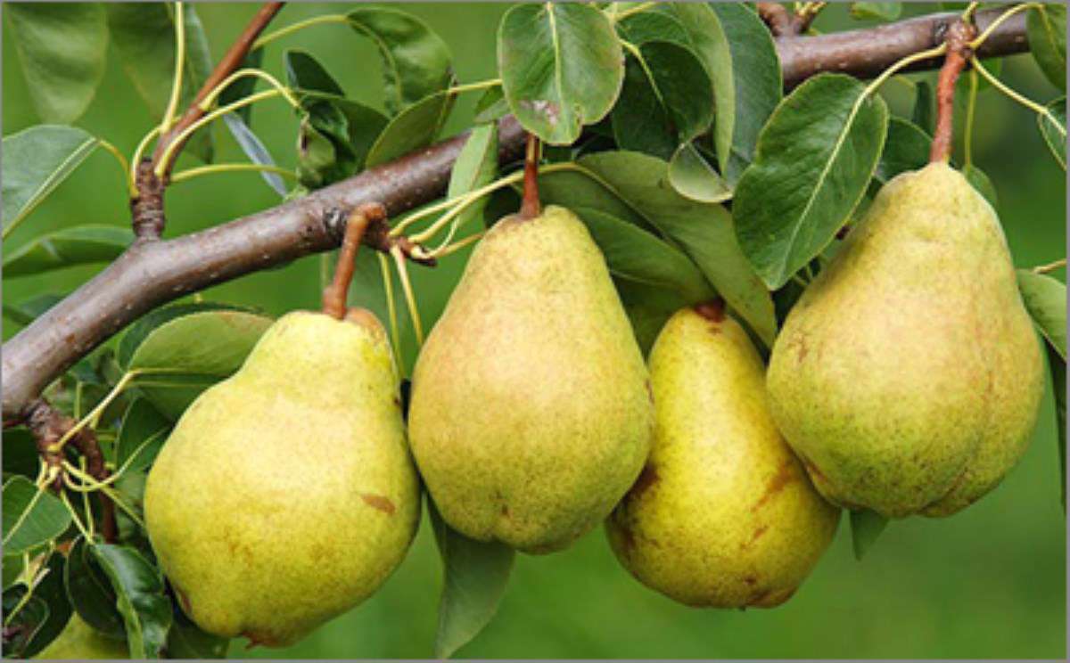 میوه های تابستانی