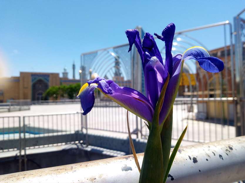 میلاد امام حسن مجتبی سلام الله 