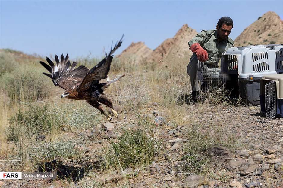 رها سازی پرندگان شکاری در قم 