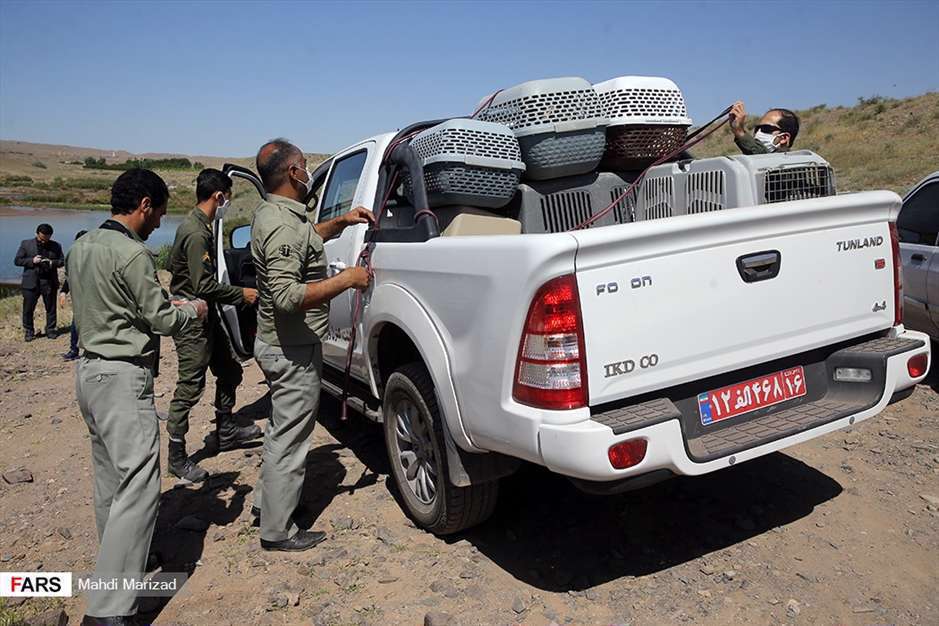 رها سازی پرندگان شکاری در قم 