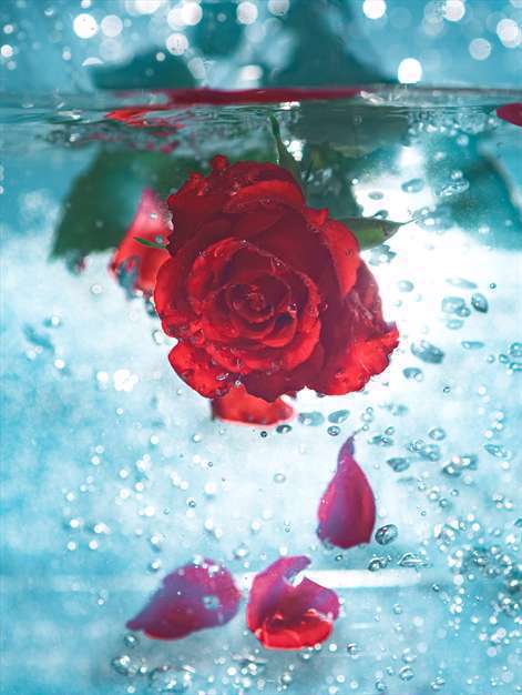 گل های عاشقانه
