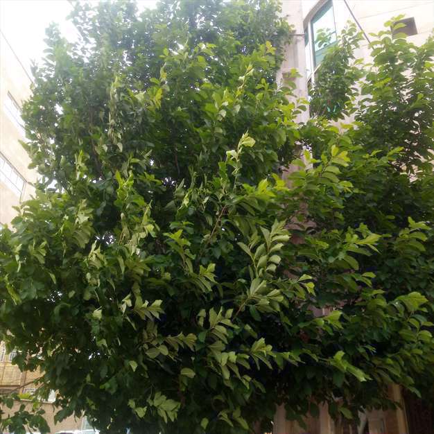 طوفان