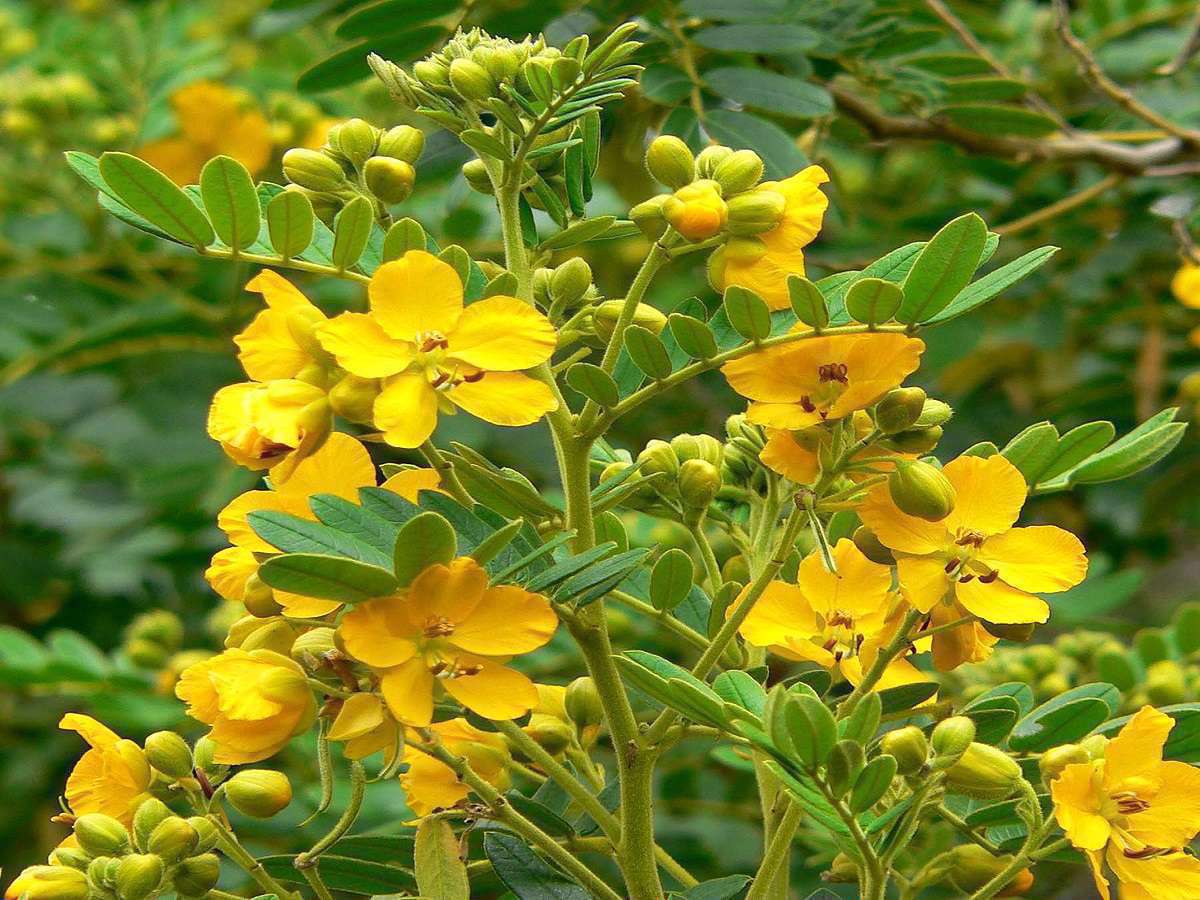 داروهای گیاهی، داروها،گیاه دارویی،