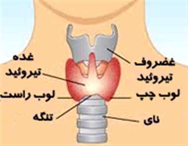 غده تیروئید، غدد داخلی، غده درون ریز،