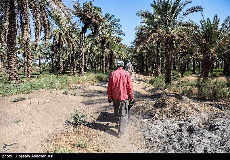 فصل برداشت خارک و رطب در آبادان