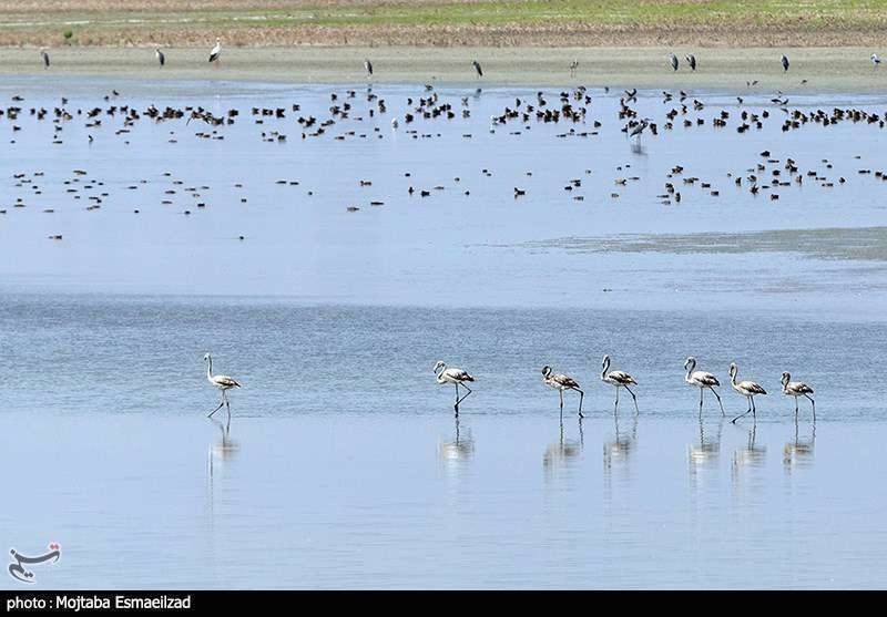 میزبانی تالاب درگه سنگی از فلامینگو ها