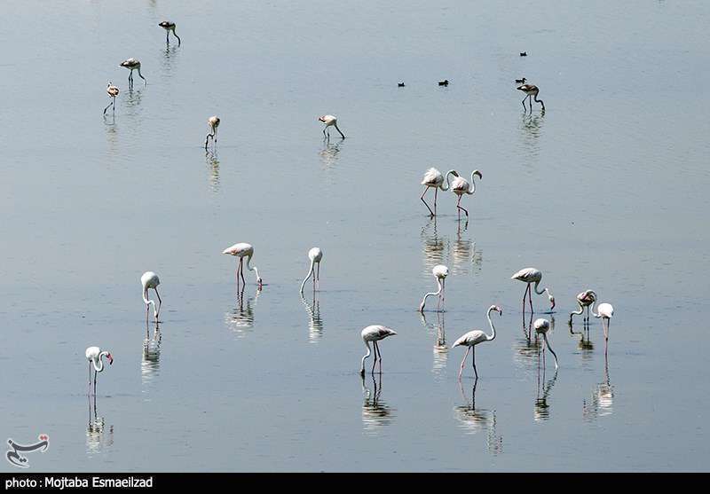 میزبانی تالاب درگه سنگی از فلامینگو ها