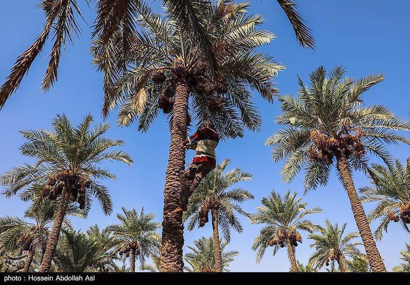 فصل برداشت خارک و رطب در آبادان