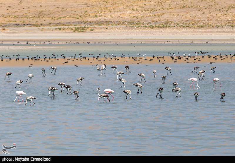 میزبانی تالاب درگه سنگی از فلامینگو ها