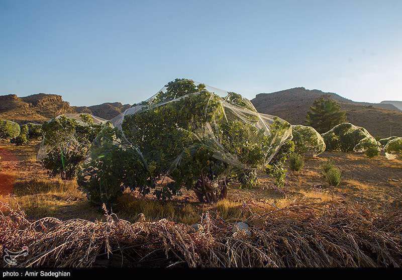  انجیر  استهبان فارس از برداشت تا فراوری 
