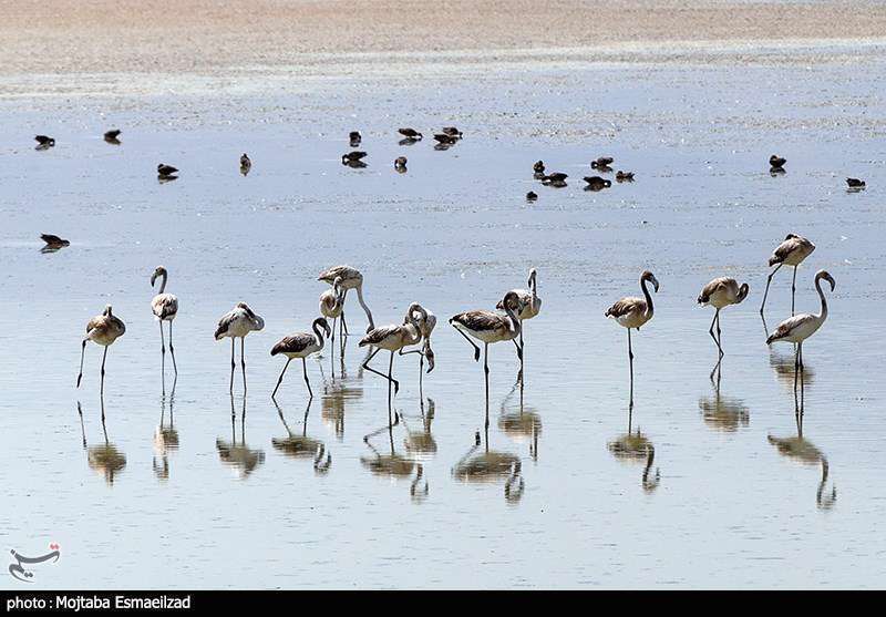 میزبانی تالاب درگه سنگی از فلامینگو ها