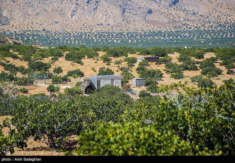  انجیر  استهبان فارس از برداشت تا فراوری 