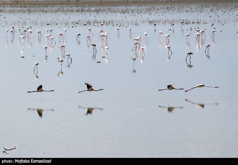 میزبانی تالاب درگه سنگی از فلامینگو ها