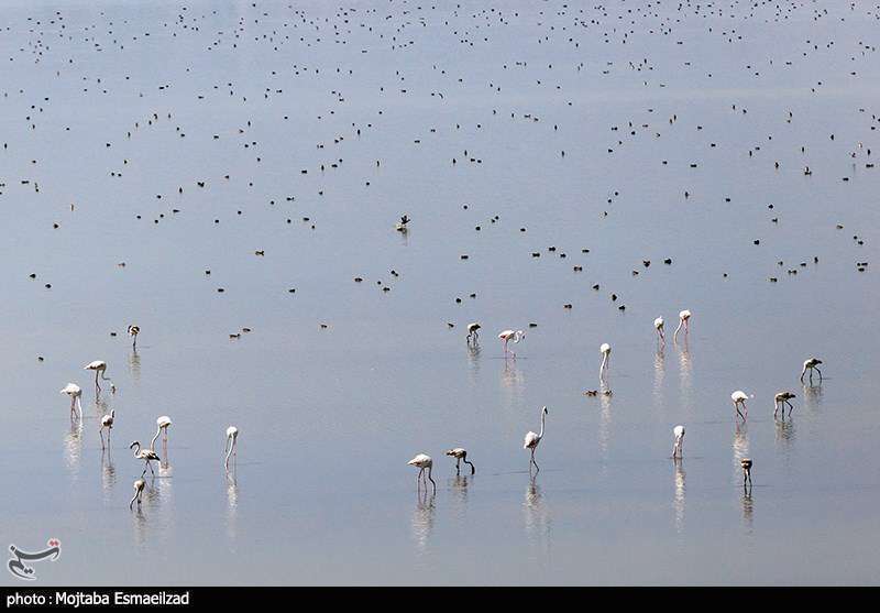 میزبانی تالاب درگه سنگی از فلامینگو ها