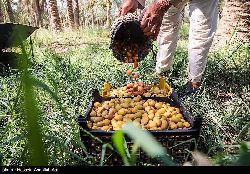فصل برداشت خارک و رطب در آبادان