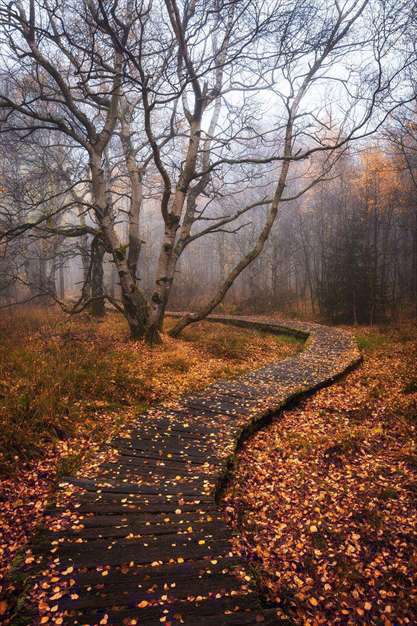 بوی خوش پاییز | عکس