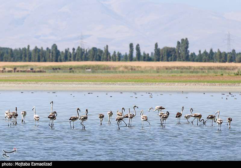 میزبانی تالاب درگه سنگی از فلامینگو ها