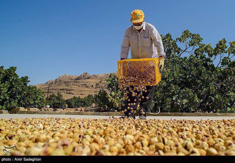  انجیر  استهبان فارس از برداشت تا فراوری 
