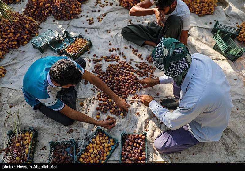 فصل برداشت خارک و رطب در آبادان