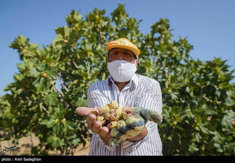  انجیر  استهبان فارس از برداشت تا فراوری 