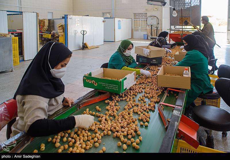  انجیر  استهبان فارس از برداشت تا فراوری 