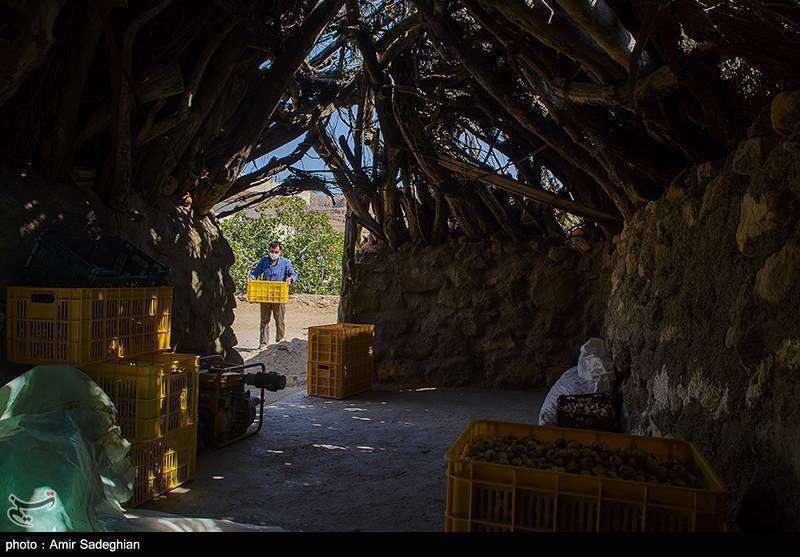  انجیر  استهبان فارس از برداشت تا فراوری 