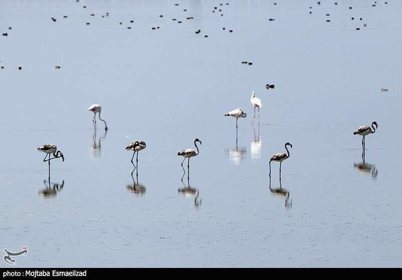 میزبانی تالاب درگه سنگی از فلامینگو ها