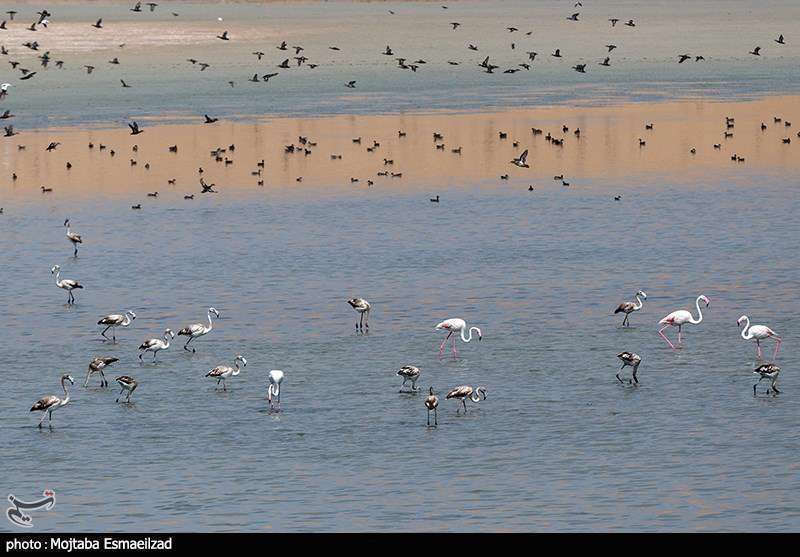 میزبانی تالاب درگه سنگی از فلامینگو ها