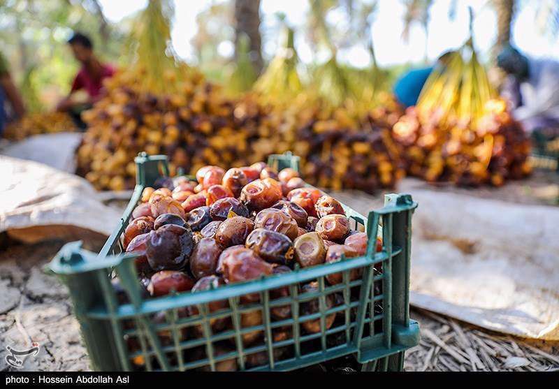 فصل برداشت خارک و رطب در آبادان