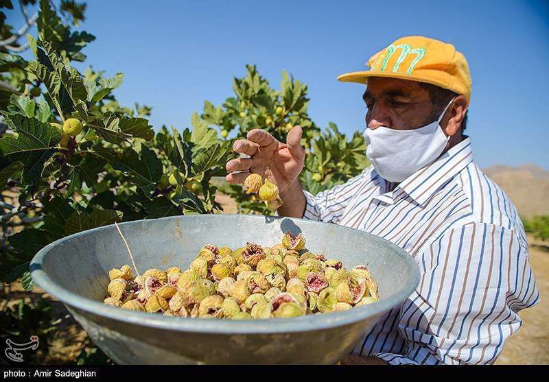  انجیر  استهبان فارس از برداشت تا فراوری 