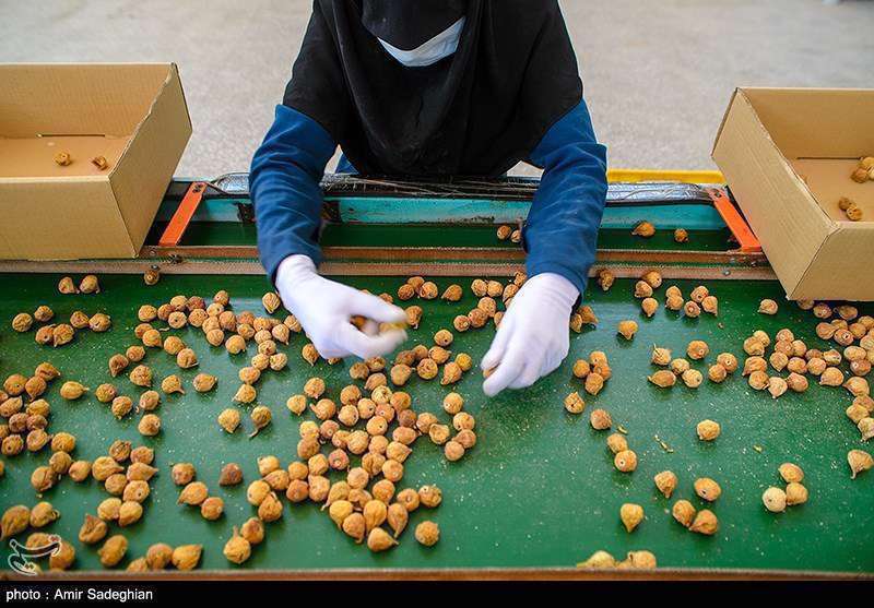  انجیر  استهبان فارس از برداشت تا فراوری 