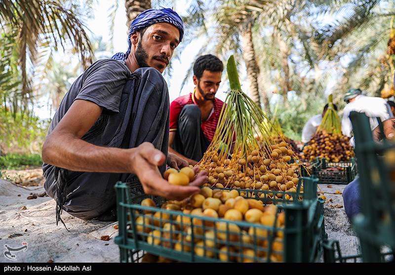 فصل برداشت خارک و رطب در آبادان