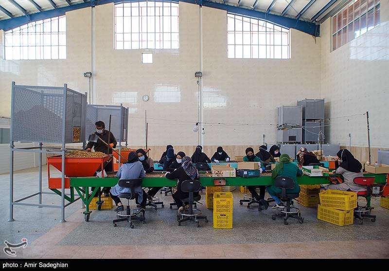  انجیر  استهبان فارس از برداشت تا فراوری 