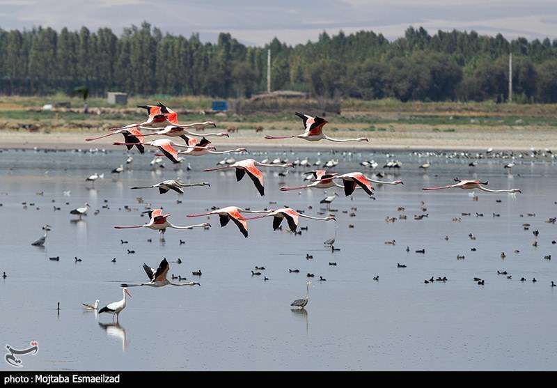 میزبانی تالاب درگه سنگی از فلامینگو ها
