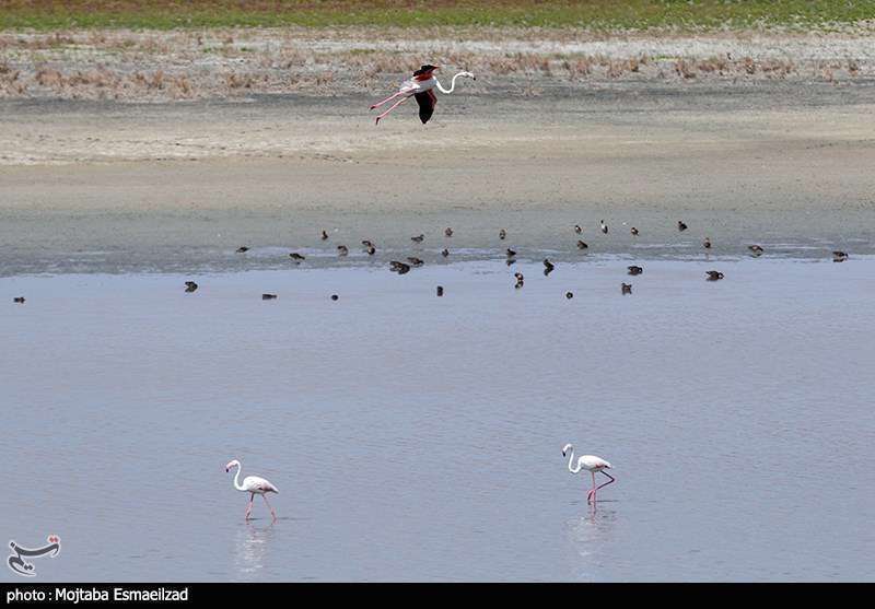 میزبانی تالاب درگه سنگی از فلامینگو ها