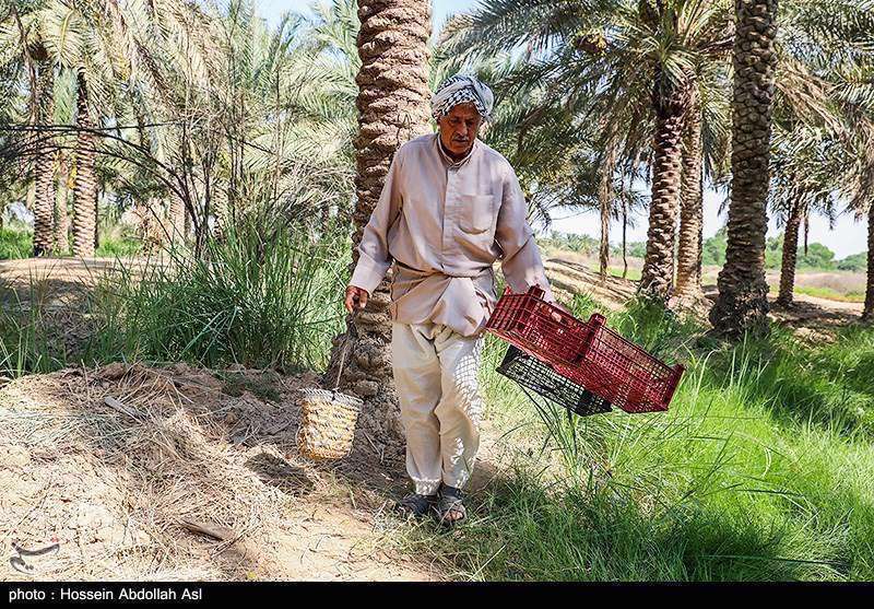 فصل برداشت خارک و رطب در آبادان