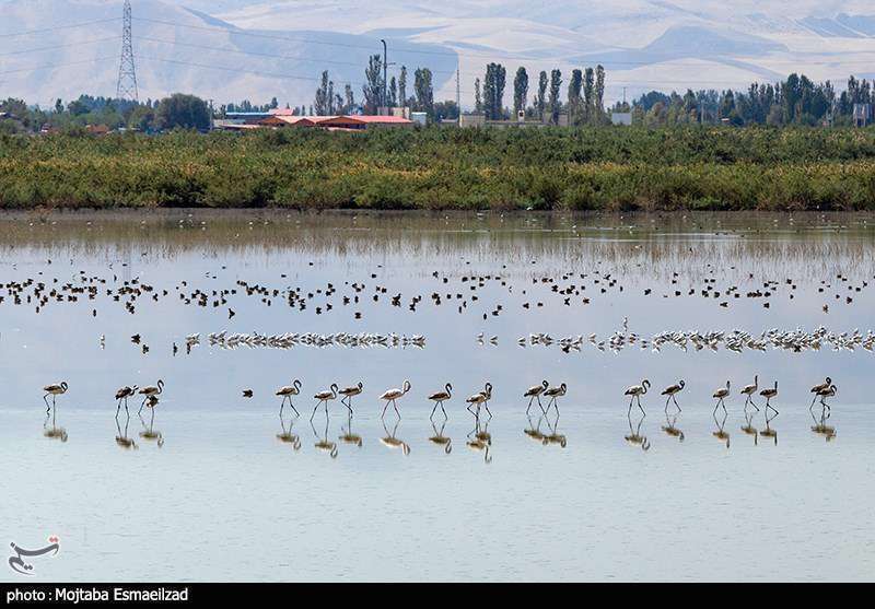 میزبانی تالاب درگه سنگی از فلامینگو ها