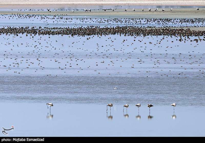 میزبانی تالاب درگه سنگی از فلامینگو ها