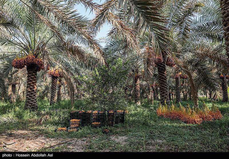 فصل برداشت خارک و رطب در آبادان