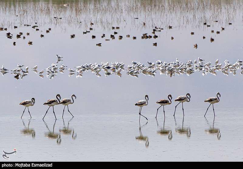 میزبانی تالاب درگه سنگی از فلامینگو ها