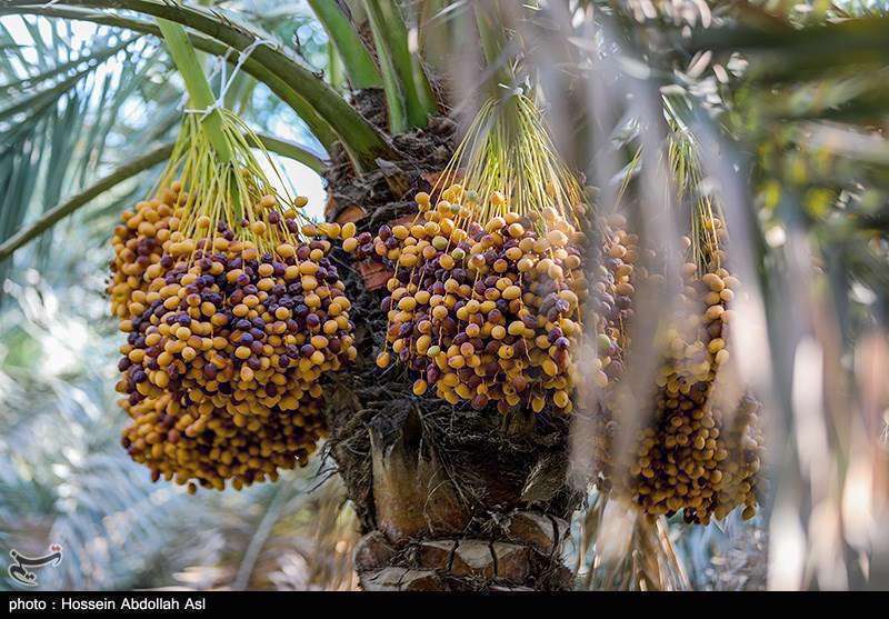 فصل برداشت خارک و رطب در آبادان