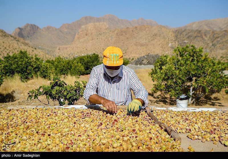  انجیر  استهبان فارس از برداشت تا فراوری 