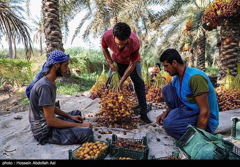 فصل برداشت خارک و رطب در آبادان