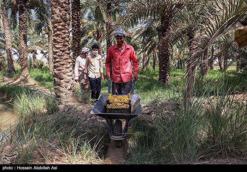 فصل برداشت خارک و رطب در آبادان
