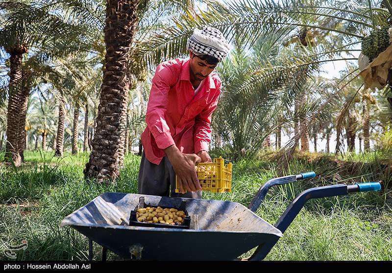 فصل برداشت خارک و رطب در آبادان