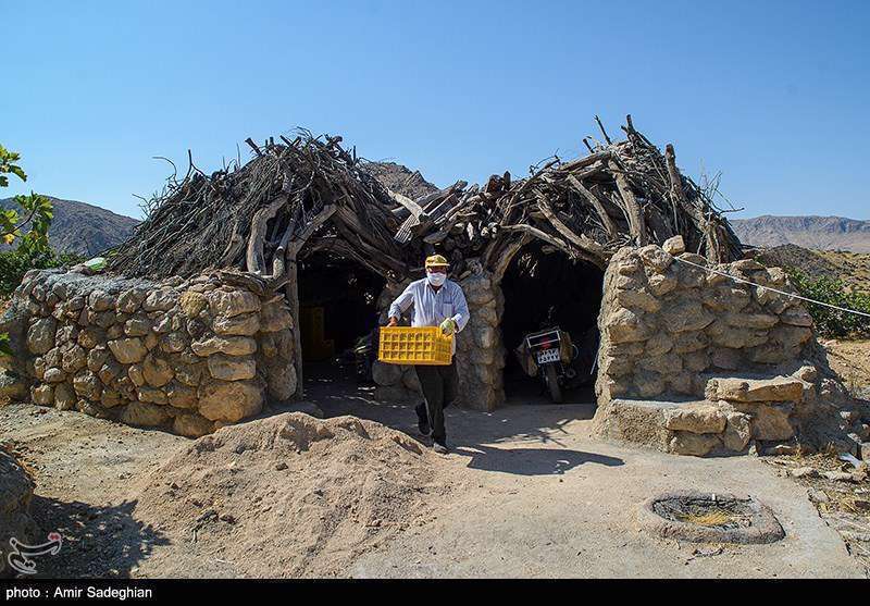  انجیر  استهبان فارس از برداشت تا فراوری 