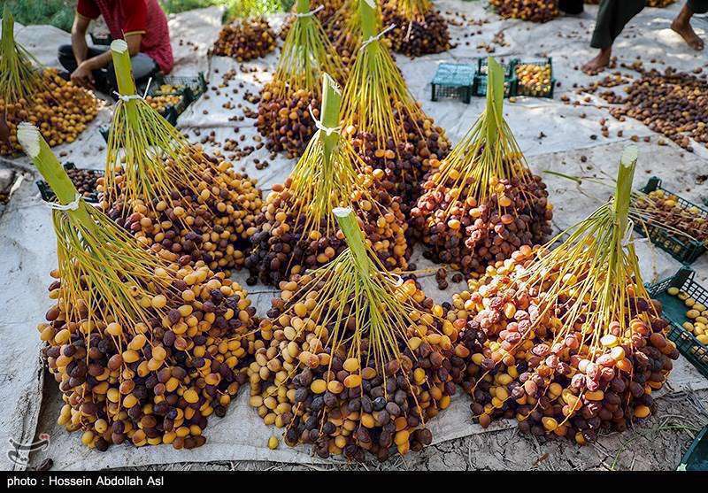 فصل برداشت خارک و رطب در آبادان