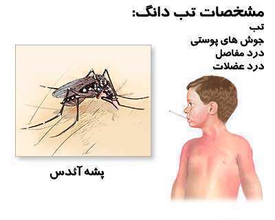 تب دانگ، پشه آئدس،