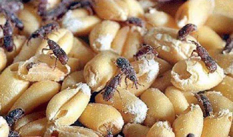 ماندگاری حبوبات و غلات در خانه